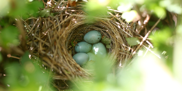 Huevos de pájaro que se ven a través de hojas verdes